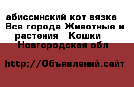 абиссинский кот вязка - Все города Животные и растения » Кошки   . Новгородская обл.